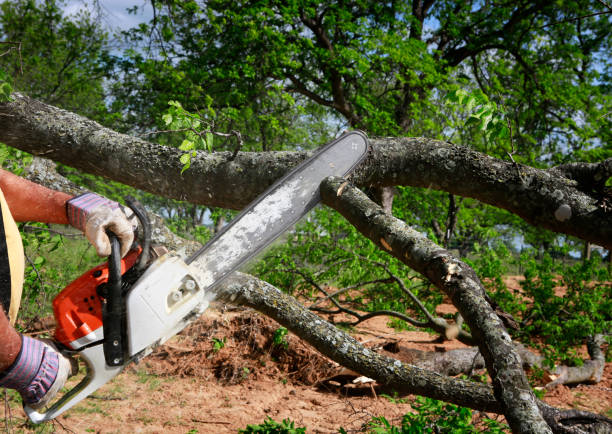 Reliable Boyertown, PA Tree Service Solutions